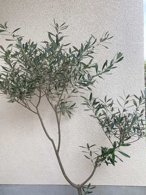 「観葉植物で家を元気に明るくしよう！」の画像